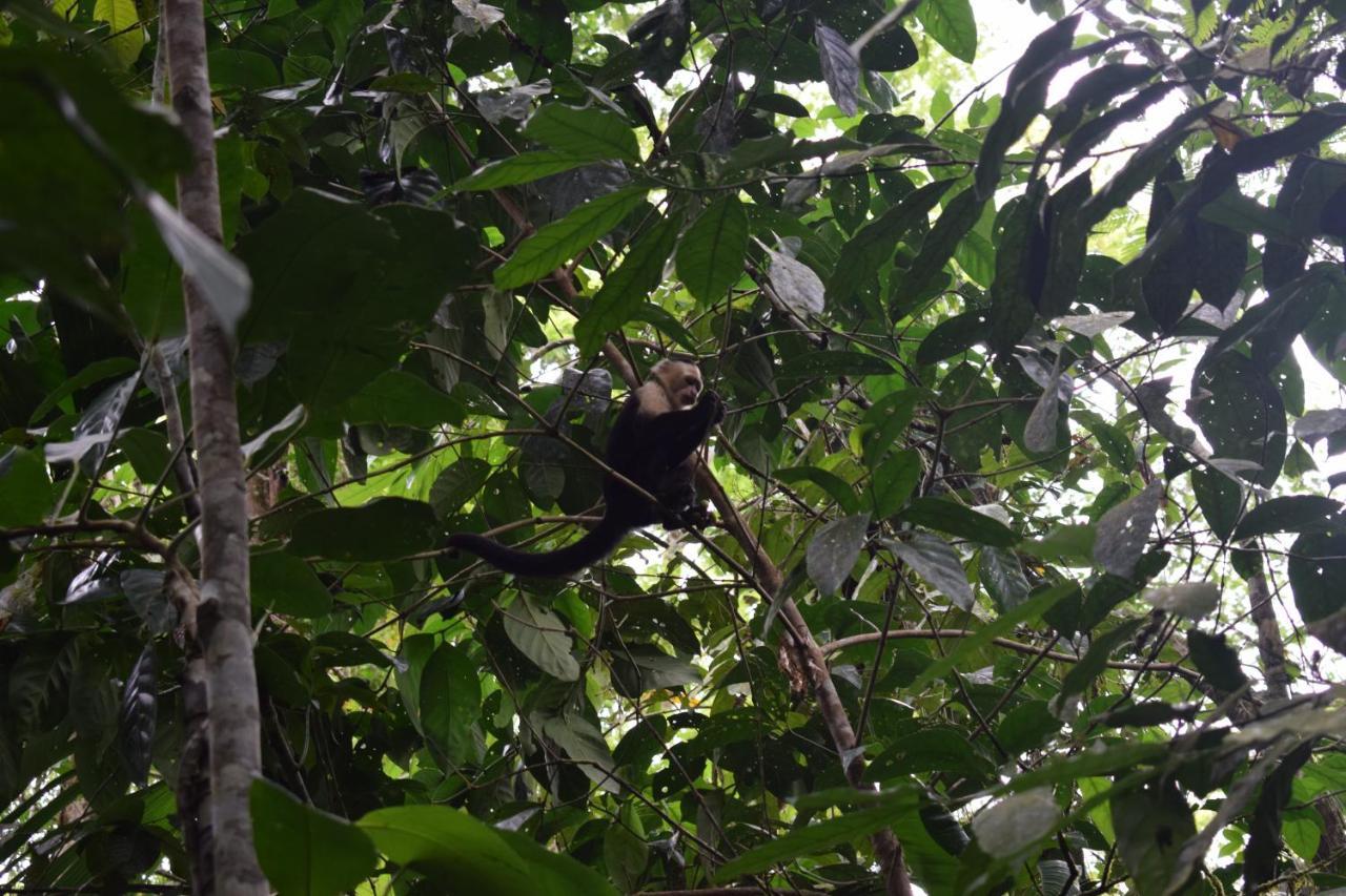 Bewak Cr Tortuguero