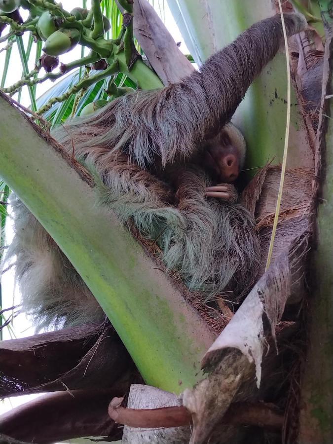 Bewak Cr * Tortuguero