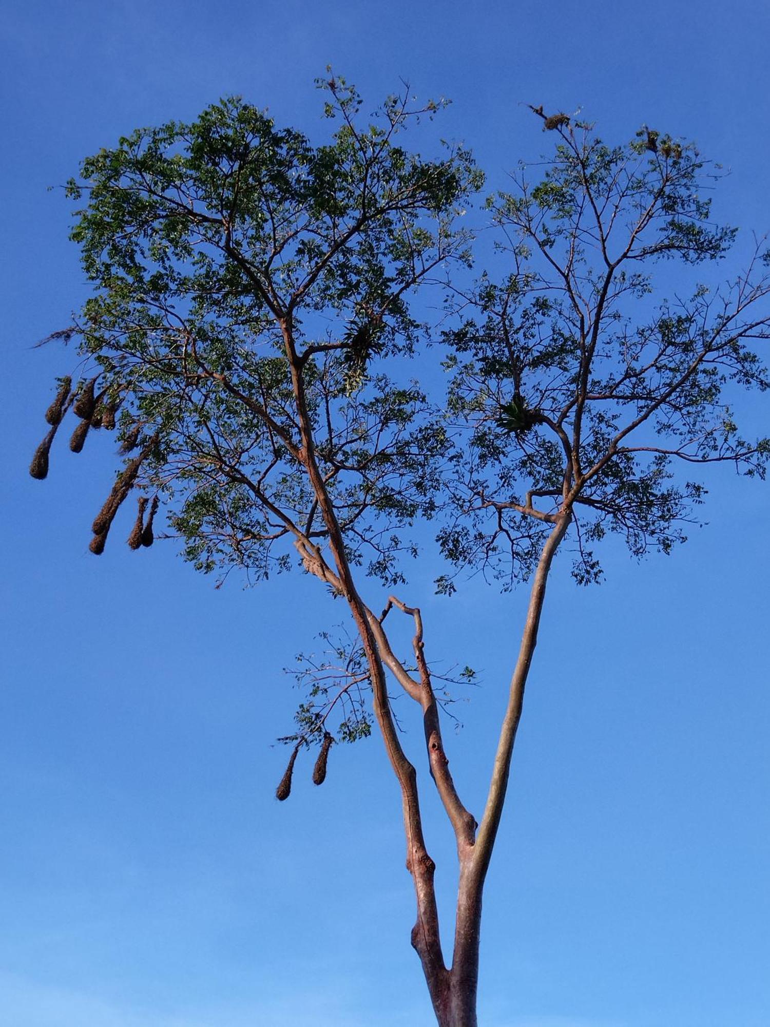 Bewak Cr *
