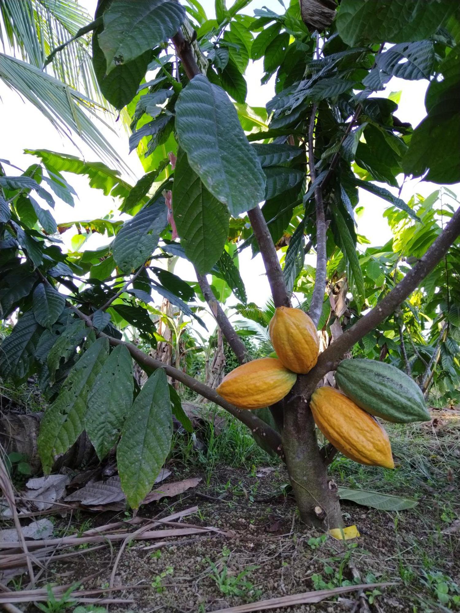 Bewak Cr Tortuguero