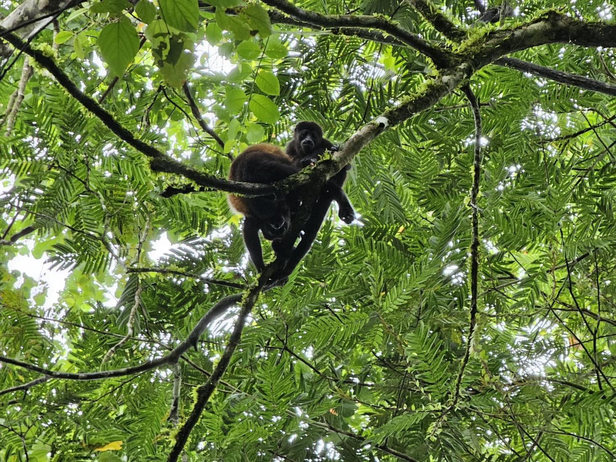 Campsite Bewak Cr Tortuguero